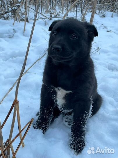 Щенки девочки