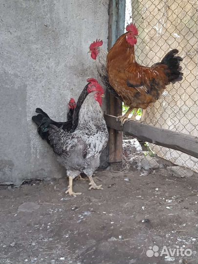 Петухи