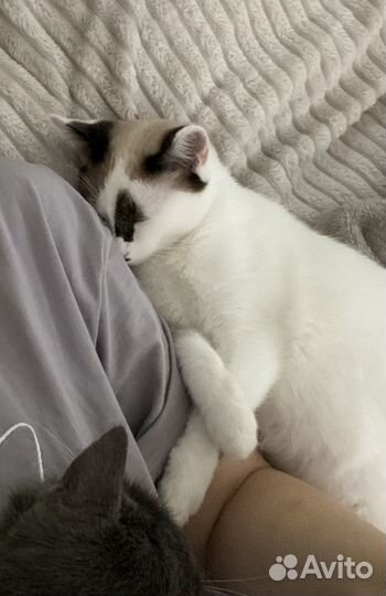 Домашний котик
