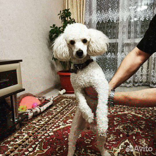 Вязка собак