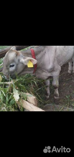 Бычок и тёлочка