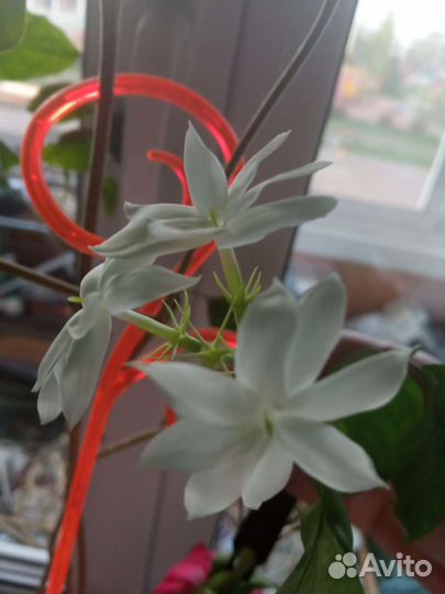 Жасмин комнатный