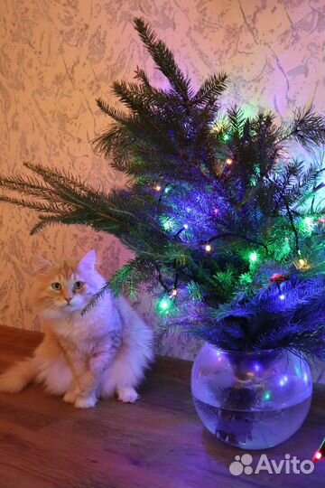Отдам кота в добрые руки