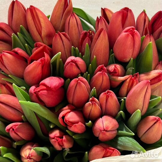 Тюльпаны к 8 марта