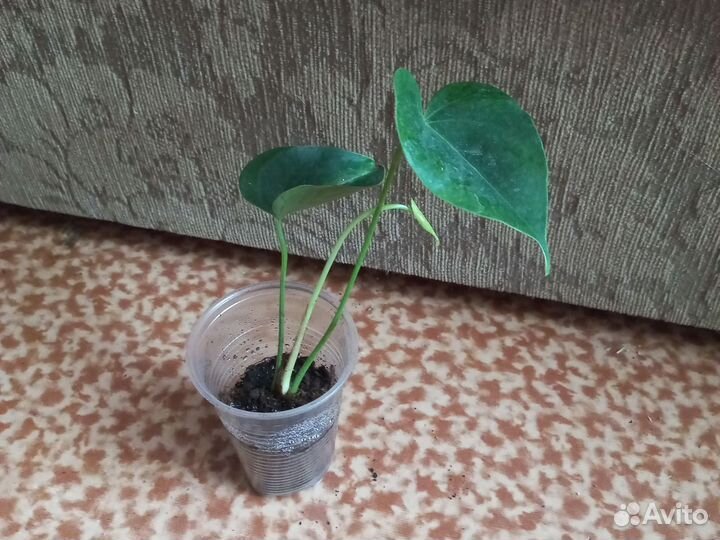 Антуриум беби оранж