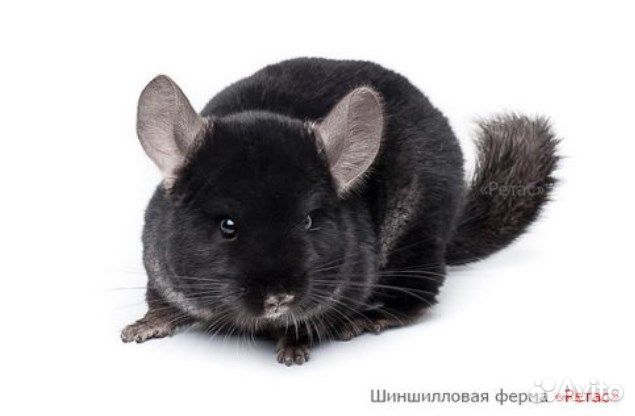 Шиншилла окраса 