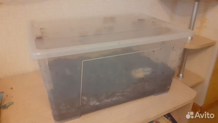 Улитки ахатины