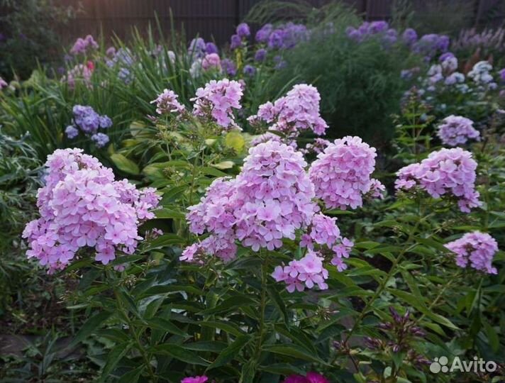 Флоксы метельчатые мелкоцветковые