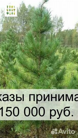 Сосна
