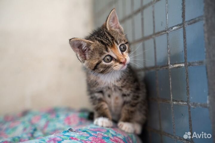 Джесси и Джои