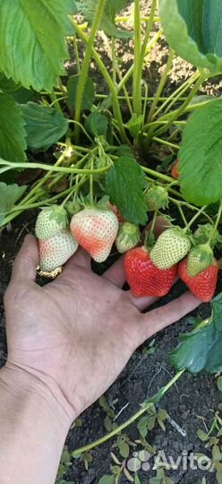 Саженцы клубники