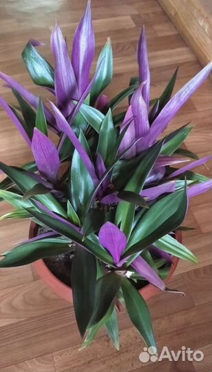 Традесканция рэо