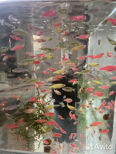 Данио глофиш