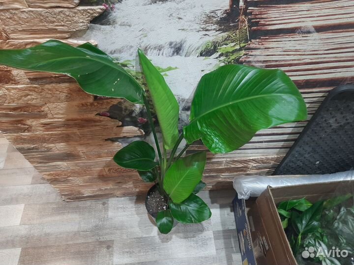 Сциндапсусы