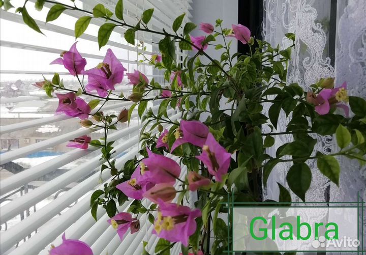 Бугенвиллия отправляю почтой