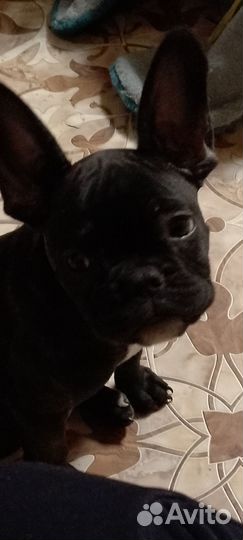 Французский бульдог