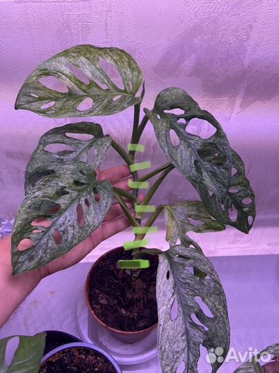Монстера адансона минт monstera adansoni mint