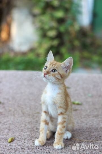 Рыжий котенок
