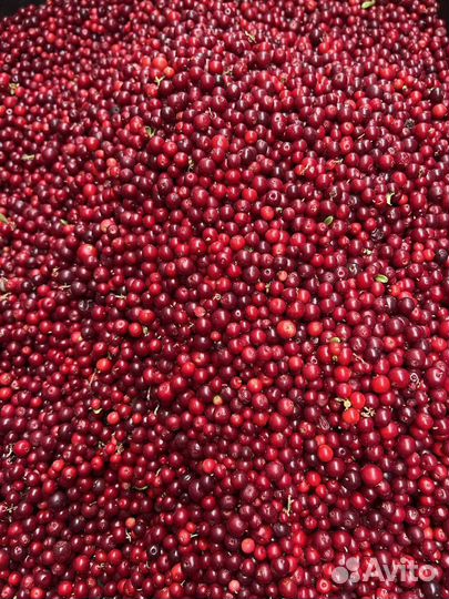 Клюква, брусника