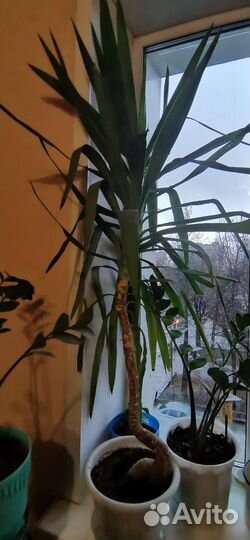 Юкка и др.комнатные цветы