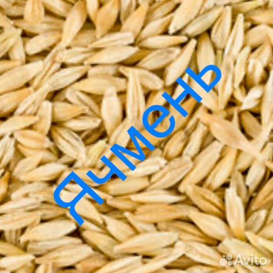 Корма для животных, ячмень
