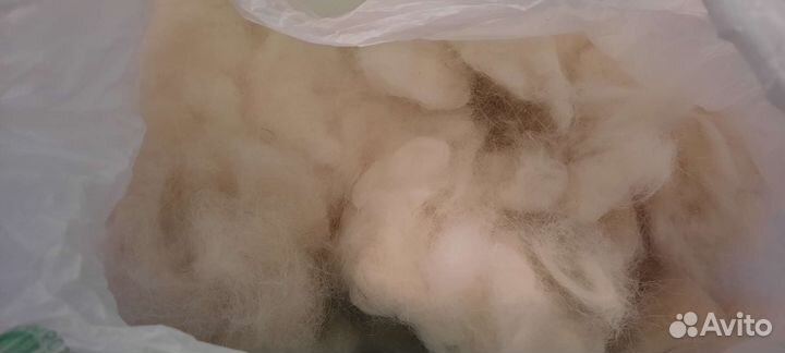 Пух самоеда