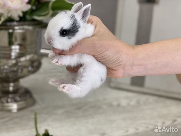 Мини карликовый кролик