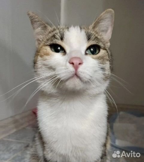 Каждый может потерять голову увидев нашу Нюшу)