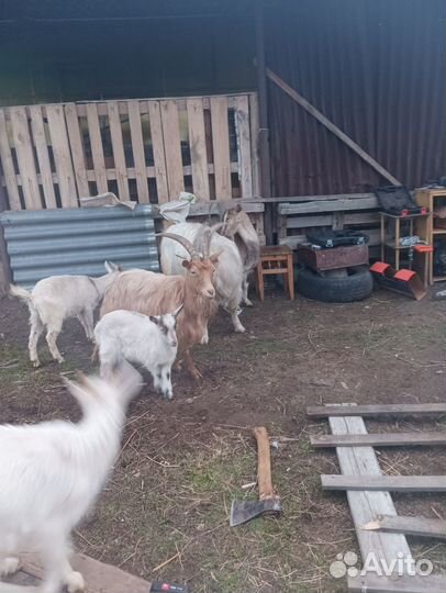 Продам Бычков голштын коз козлят яйцо молоко клзье