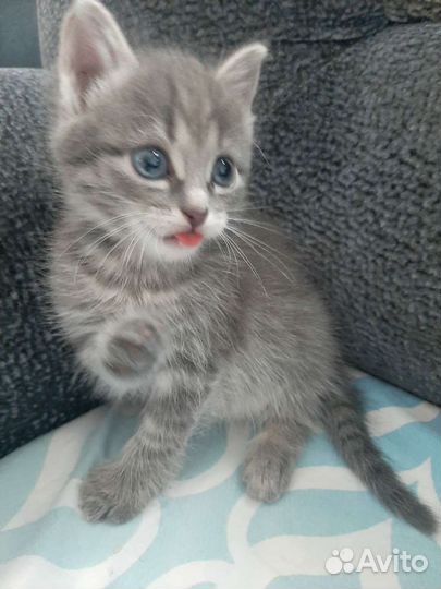 Кошка в дар