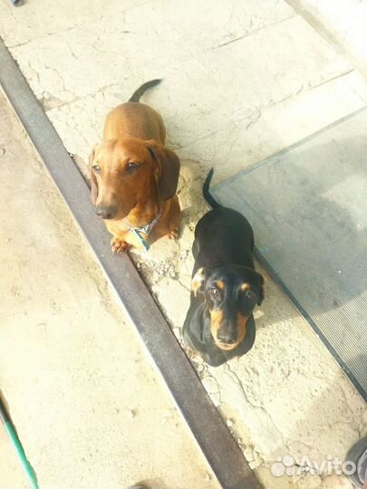 Щенки таксы