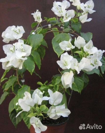 Бугенвиллия черенок