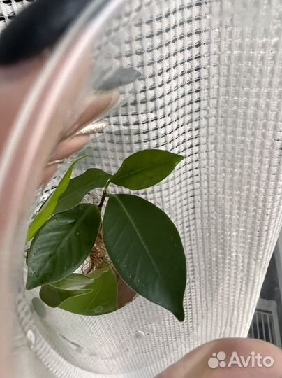 Фикусы, крассула