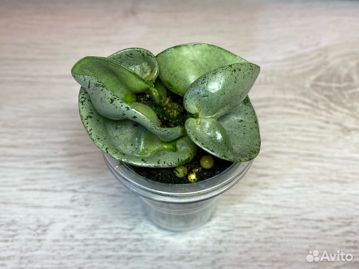 Hoya compacta 'Jodie's Silver'