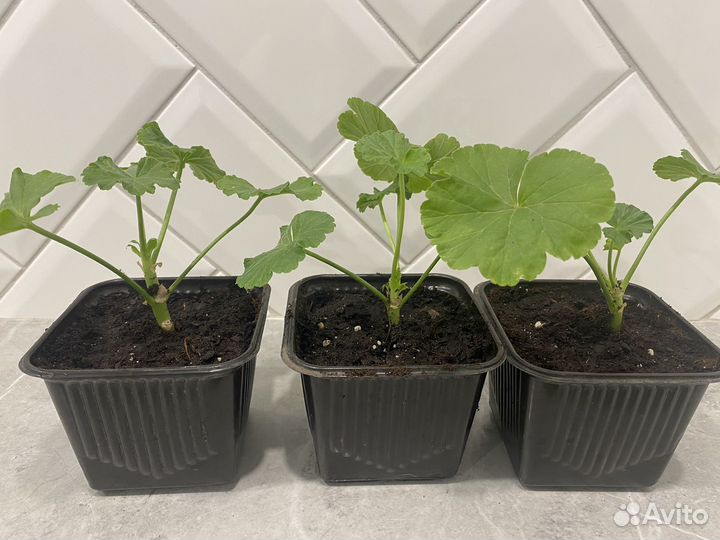 Герань пеларгония розебудная красная