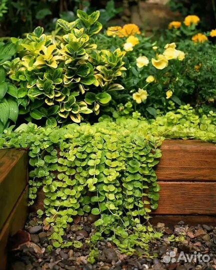 Вербейник монетчатый, садовые цветы