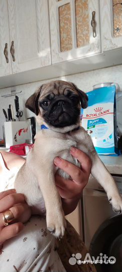 Щенки мопса