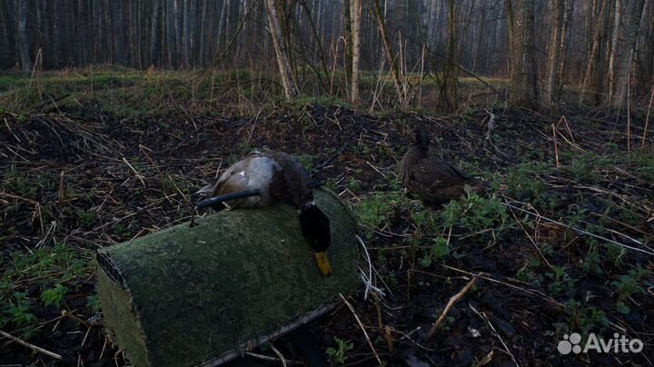 Подсадные утки