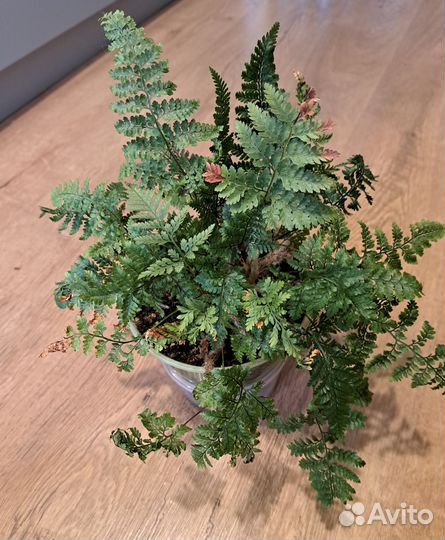 Папоротник Даваллия (зайчьи лапки)