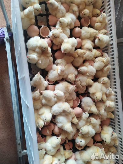 Суточный бройлер Кобб 500 Чехия