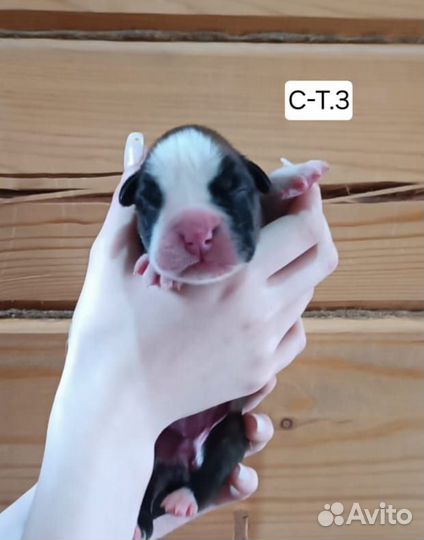 Боксер-это навсегда