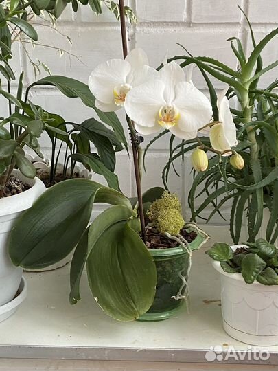 Орхидея фаленопсис