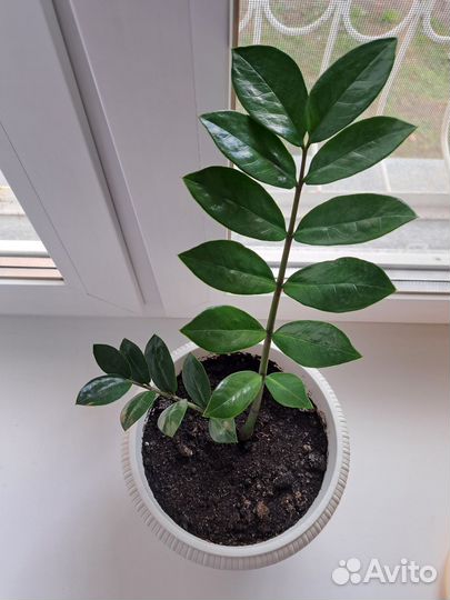 Замиокулькас