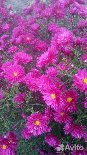 Сентябринки