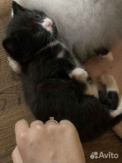 Вислоухие котята шотландские