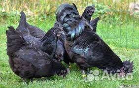 Куры Ухей Илюи чистокровные несущие целебные яйца