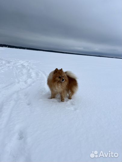 Шпиц для вязки