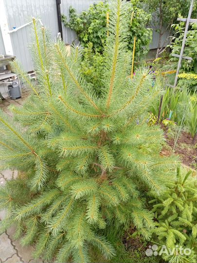 Саженцы сосны