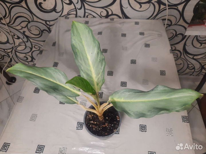 Аглаонемы сортовые 2. Чатра Монгол. Серый Призрак