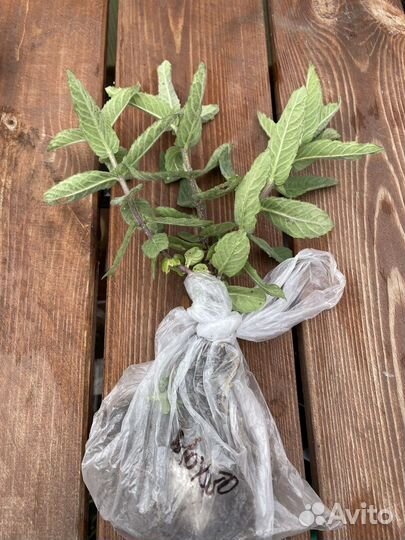 Мята сортовая